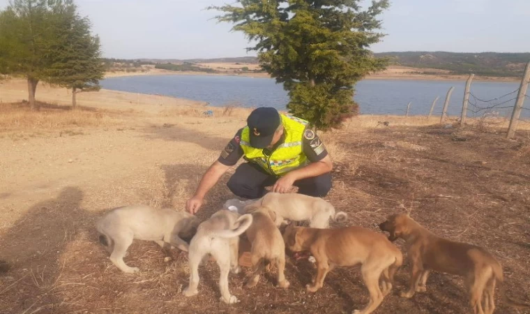 Yavru köpeklere Jandarma sahip çıktı