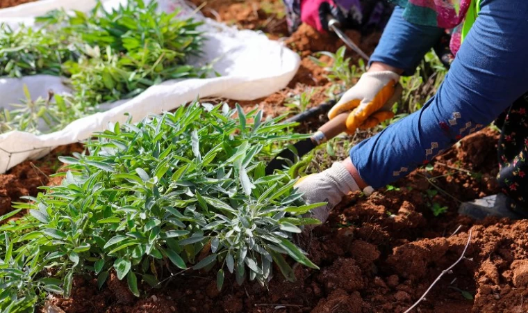 Botanik’te ikinci adaçayı hasadı... 6 ton adaçayı dünyaya ihraç ediliyor