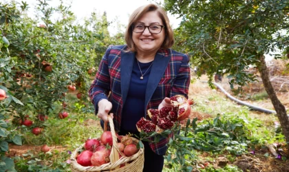 Fatma Şahin, Nar hasadına katıldı